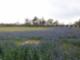 Fields of Wildflowers- Village of Creekside Park