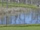 Private Bass Pond with Ducks