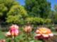 Rose Gardens at McKinley Park, East Sacramento