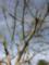 Descanso winter tree