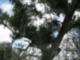 Oak tree with spanish moss - Behrman Park - Algiers LA