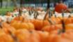 Pumpkin Patch