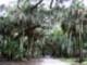 Myakka State Park!