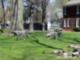 Wolves at Erchless Estate