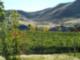 Vineyard IV