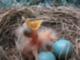 Baby birds in Virginia Beach backyard