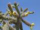 Cactus Blooming