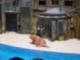 Sea World - San Antonio, TX