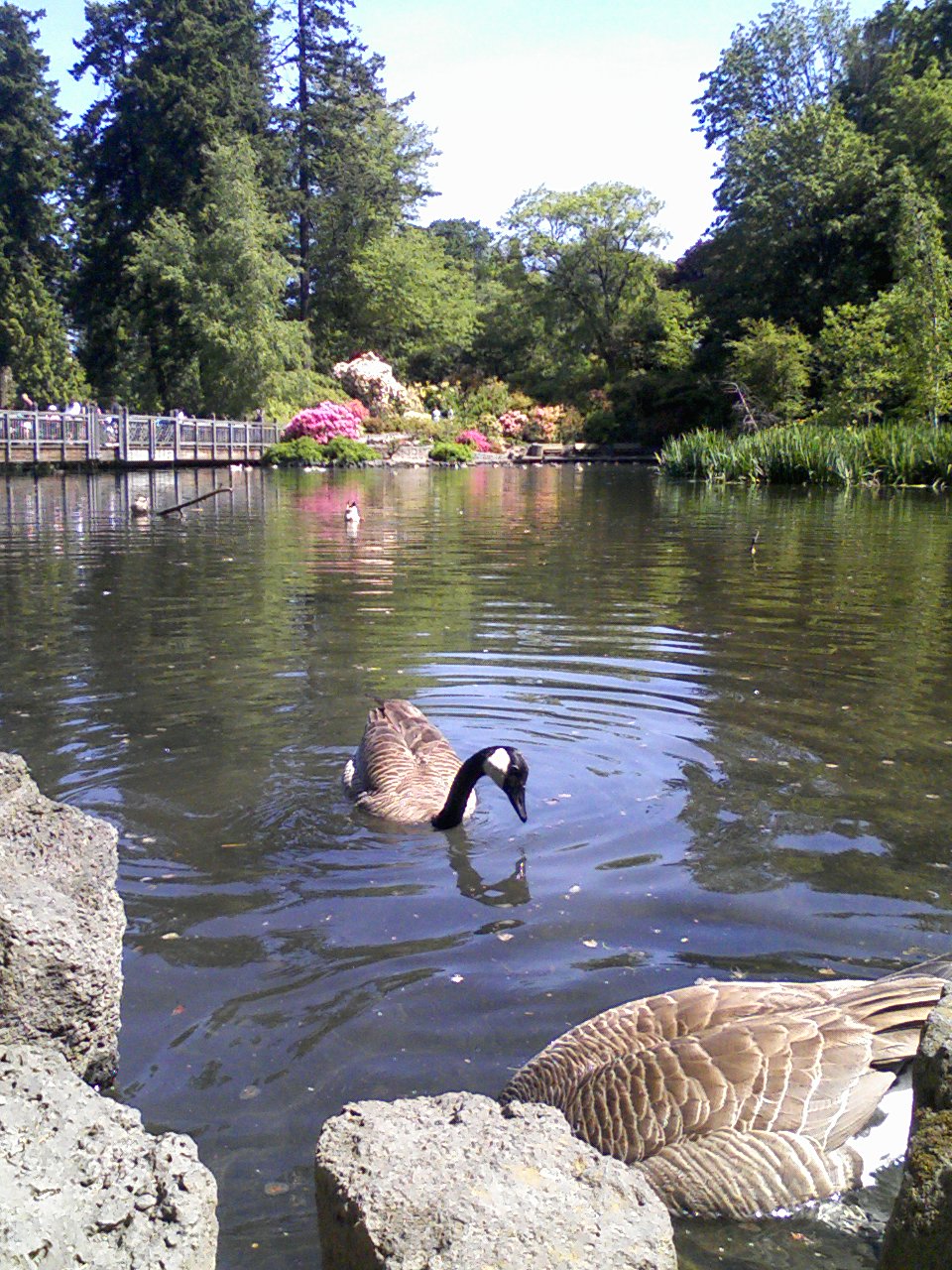 Feeding Geese at Crystal Springs Rhododendron Garden in Portland Oregon by John Slocum