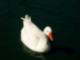 Goose Captured in Light at McKinley Park, East Sacramento