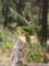 Amy Steele's Crestline