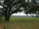 Myakka State Park!