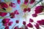 Descanso Tulips and sky