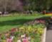 Descanso Flowers in spring