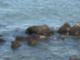 Inlet