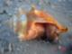 Little Conch