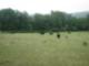 Cows