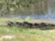 Napping Ducks at Grass Valley Lake