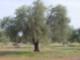 Olives Grow in Anderson
