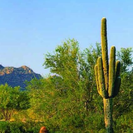 www.DesertMountainHomesOnline.com
