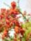 Descanso-red berries in winter