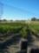 Vineyard V