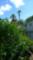 Lush landscaping abounds at Sparrow