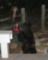 Black Bear