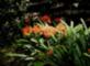 Descanso Flowers
