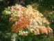 Trees changing colors in FALL