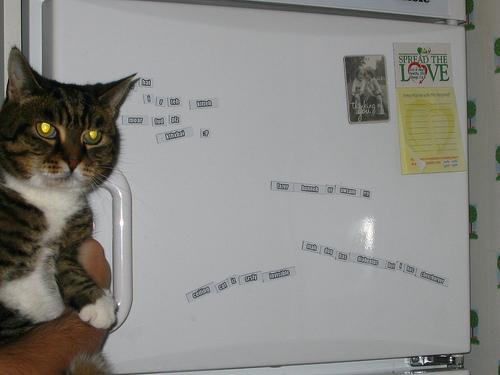 Magnetz + Cat = win