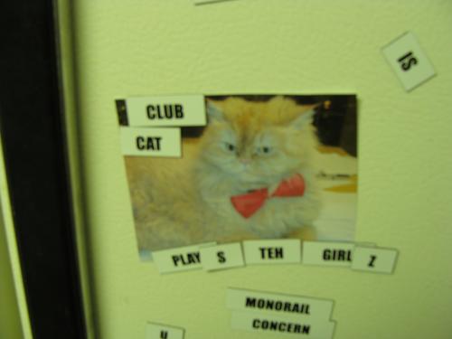 Club cat