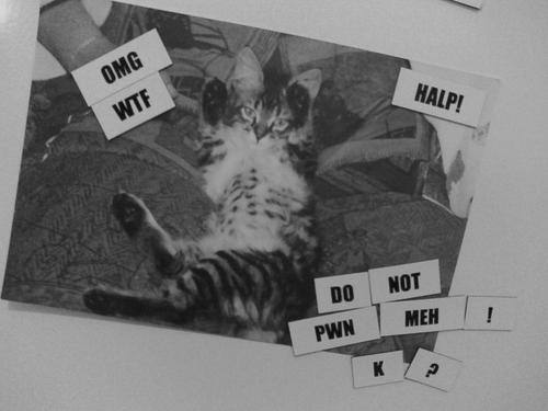 PAWS UP !