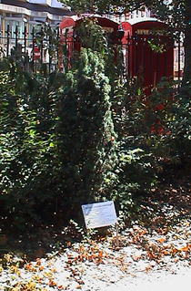 TS Eliot tree