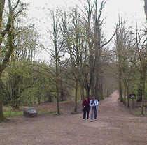 Avenue of trees