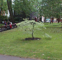 Leonard's tree