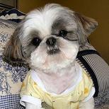 Gizmo