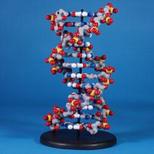 DNA Discovery