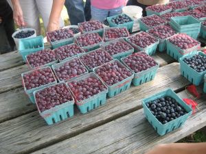Blueberry Ridge Farm