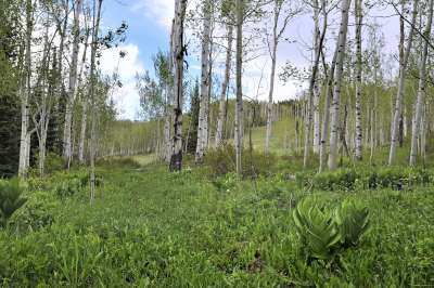 Real Estate For Sale: 140 Forest Ln, Snowmass Village, CO 81611, USA - Photo 3