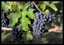 Grappe de raisins