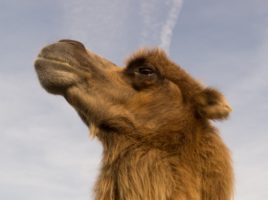 http://skitterphoto.com/?portfolio=camel-daydreaming