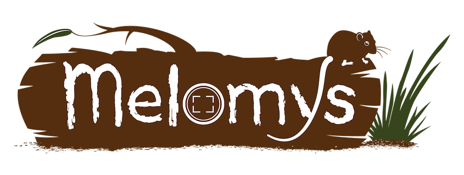 Melomys