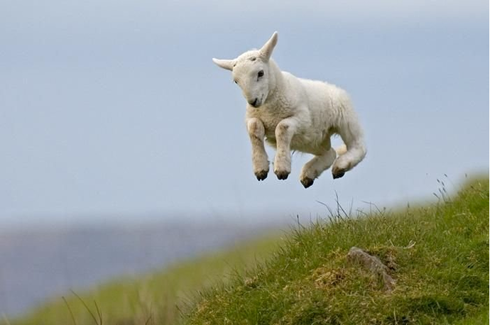 A springing lamb