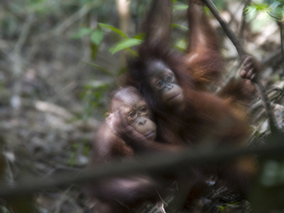 Fine Art Print of Orangutan Babies by Assaf Frank