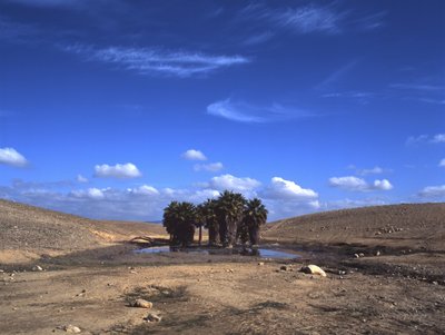 Fine Art Print of Oasis in desert, Dimona, Israel by Assaf Frank
