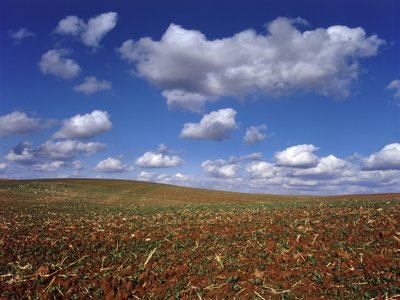 Fine Art Print of Rolling fields and green plants, Israel by Assaf Frank