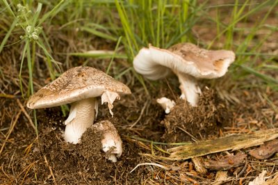 Fine Art Print of Close-up of a mushroom in a field by Assaf Frank