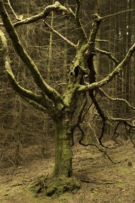 Fine Art Print of Dead tree by Assaf Frank
