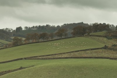 Fine Art Print of Rolling fields with animals grazing, Devon, UK by Assaf Frank